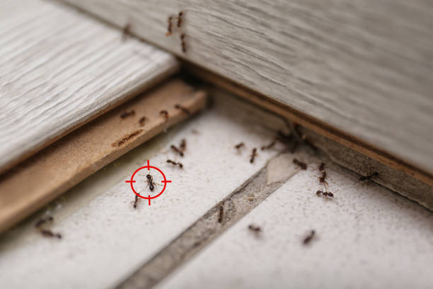 Best Pest Control Cost  in Taylorvle, IL