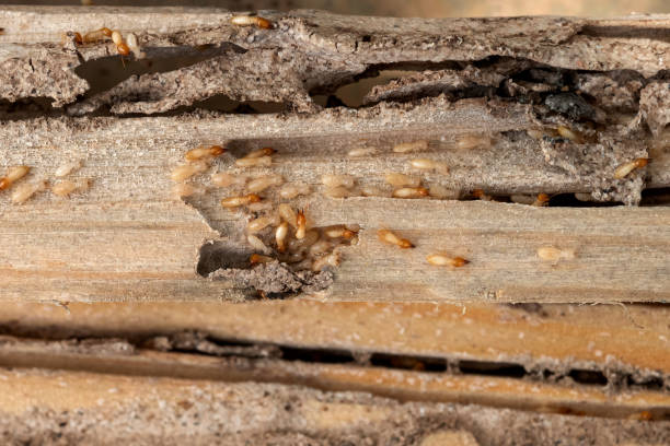 Best Spider Control Near Me  in Taylorvle, IL