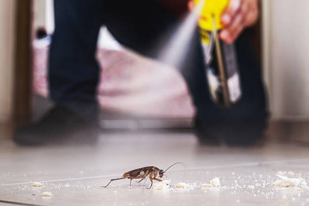 Best Rodent Control Near Me  in Taylorvle, IL