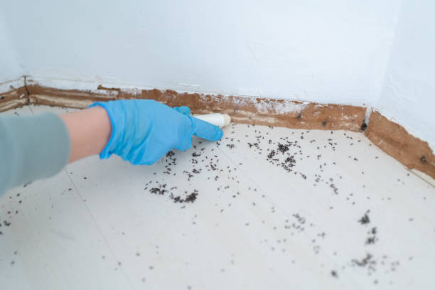 Best Wildlife Control Services  in Taylorvle, IL